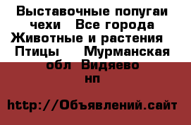 Выставочные попугаи чехи - Все города Животные и растения » Птицы   . Мурманская обл.,Видяево нп